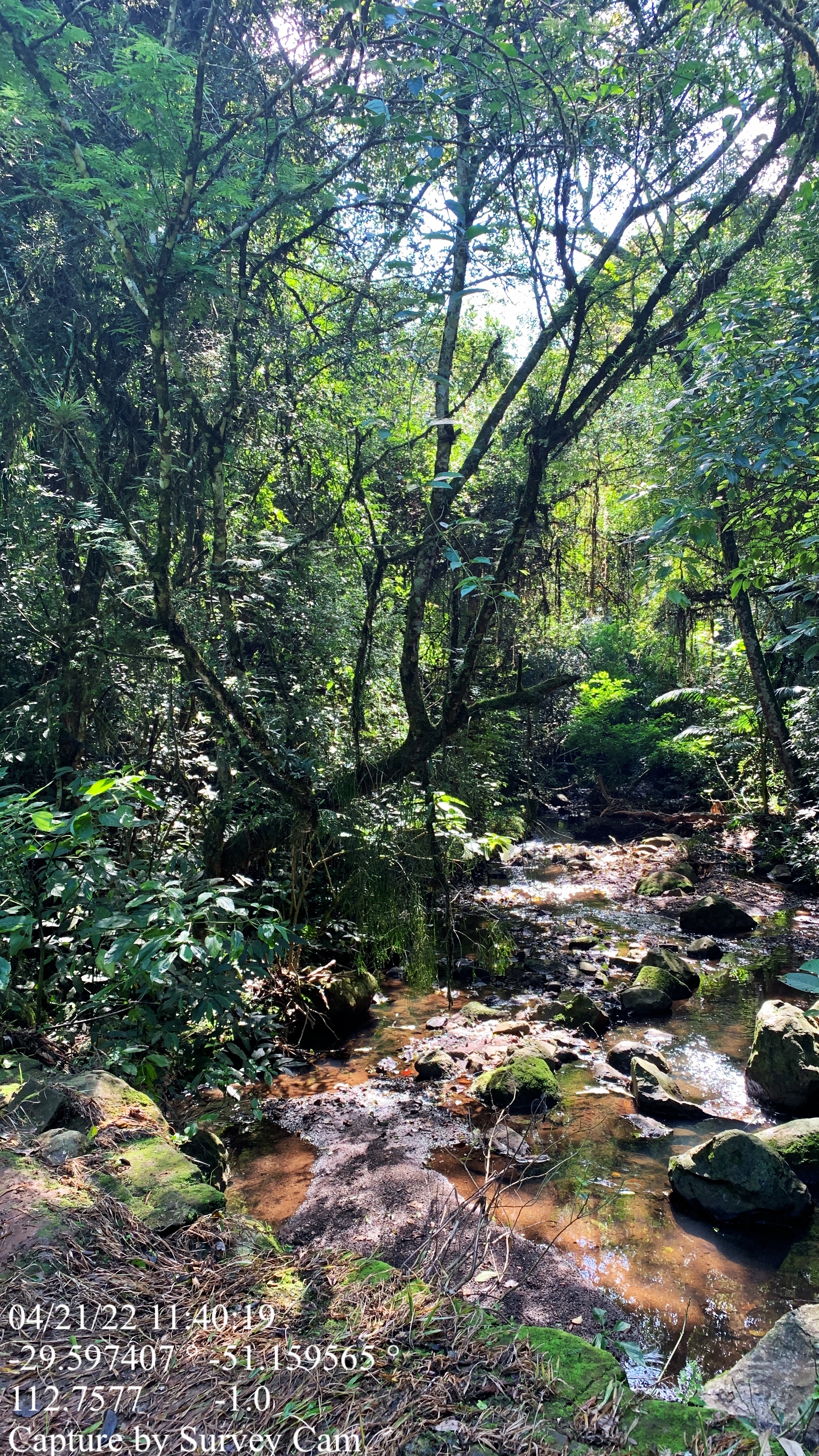 Margens de um córrego em Ivoti